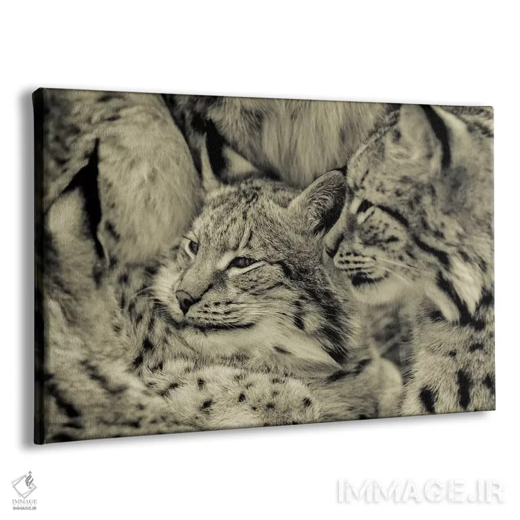 تابلو سیاهگوش اثر گوران آناستاسوفسکی (عکاس طبیعت مقدونیه) - نمای پرسپکتیو محصول