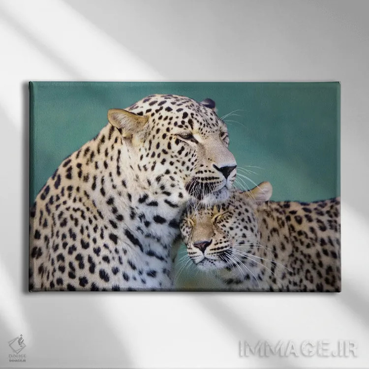 تابلو عشق پلنگها اثر گوران آناستاسوفسکی (عکاس طبیعت مقدونیه) - نمای روبهرو روی دیوار