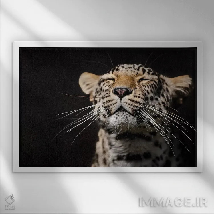 تابلو پلنگ اول اثر گوران آناستاسوفسکی (عکاس طبیعت مقدونیه) - نمای قابدار سفید