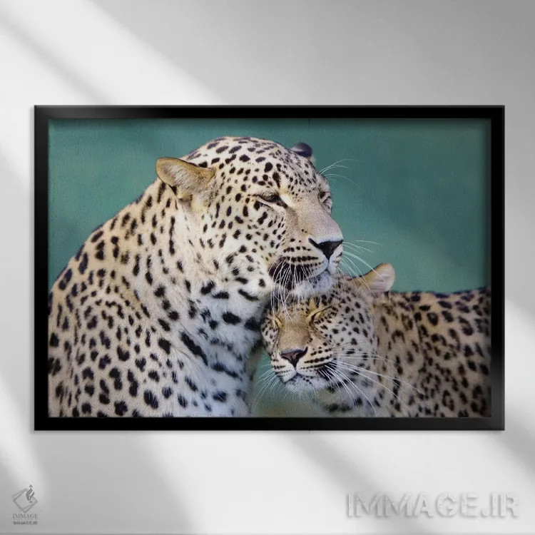 تابلو عشق پلنگها اثر گوران آناستاسوفسکی (عکاس طبیعت مقدونیه) - نمای قابدار مشکی