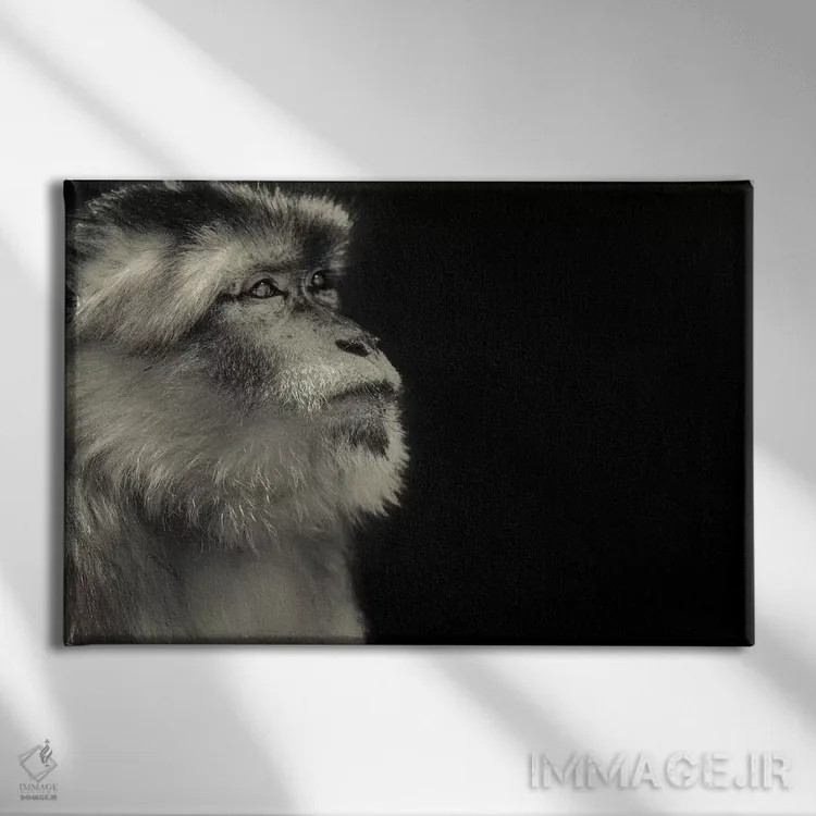 تابلو میمون اثر گوران آناستاسوفسکی (عکاس طبیعت مقدونیه) - نمای روبهرو روی دیوار