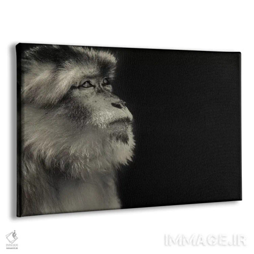 تابلو میمون اثر گوران آناستاسوفسکی (عکاس طبیعت مقدونیه) - نمای پرسپکتیو محصول