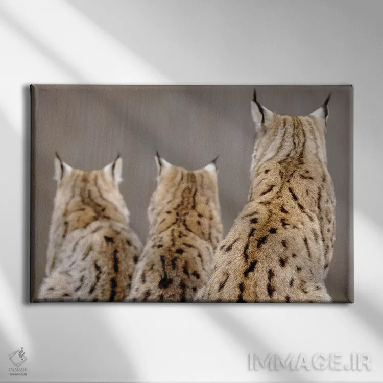 تابلو سیاهگوش از پشت اثر گوران آناستاسوفسکی (عکاس طبیعت مقدونیه) - نمای روبهرو روی دیوار