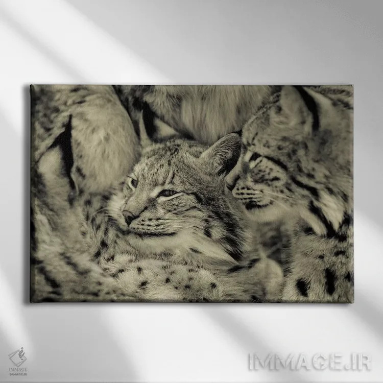 تابلو سیاهگوش اثر گوران آناستاسوفسکی (عکاس طبیعت مقدونیه) - نمای روبهرو روی دیوار