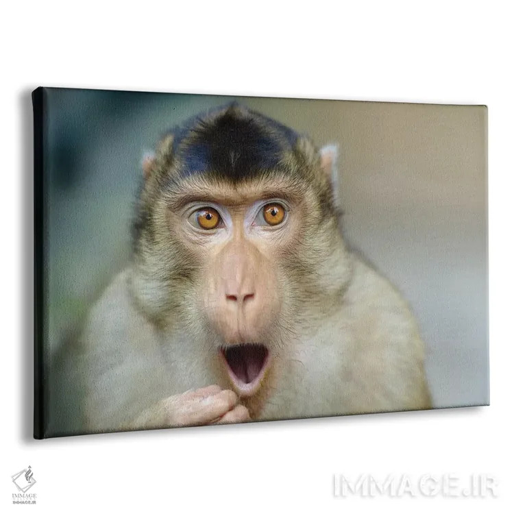 تابلو میمون سوم اثر گوران آناستاسوفسکی (عکاس طبیعت مقدونیه) - نمای پرسپکتیو محصول
