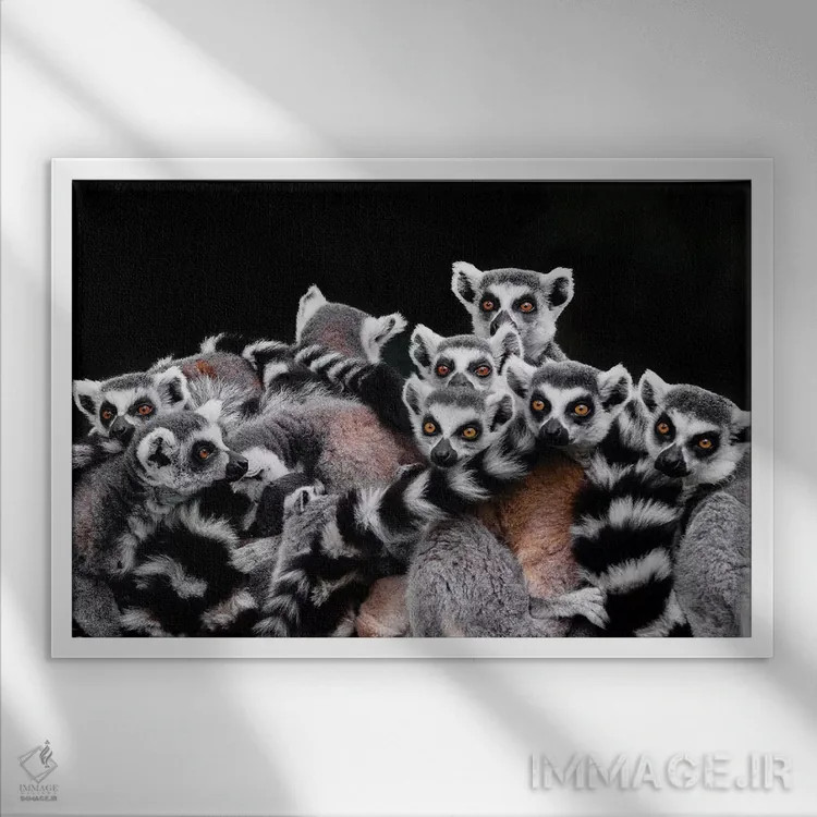 تابلو لمورها اثر گوران آناستاسوفسکی (عکاس طبیعت مقدونیه) - نمای قابدار سفید