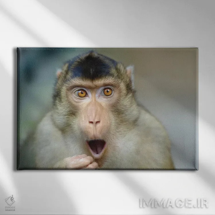 تابلو میمون سوم اثر گوران آناستاسوفسکی (عکاس طبیعت مقدونیه) - نمای روبهرو روی دیوار