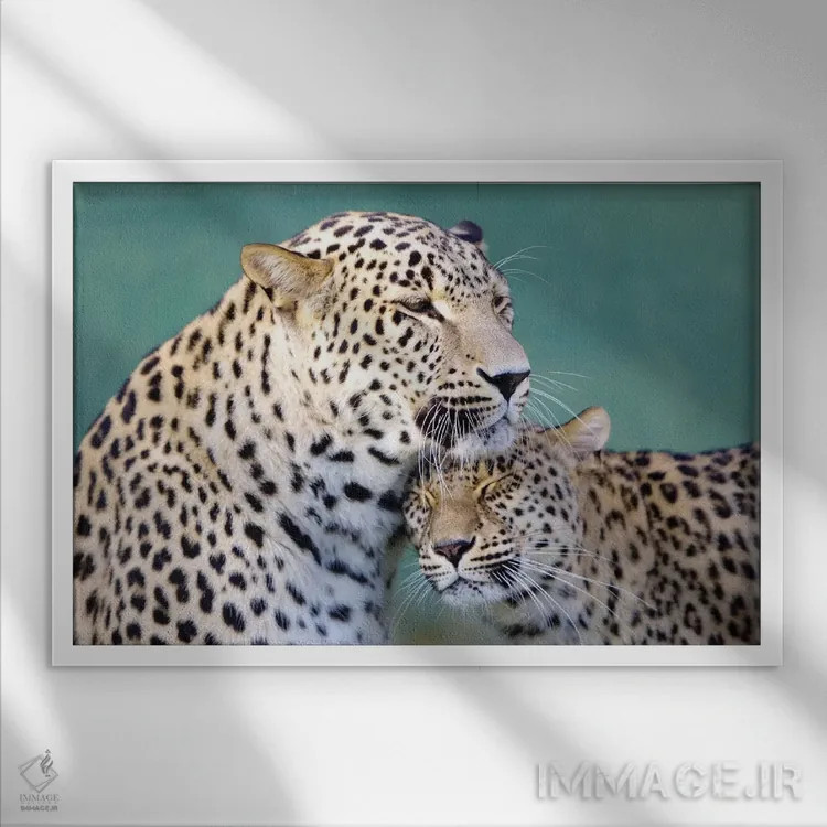 تابلو عشق پلنگها اثر گوران آناستاسوفسکی (عکاس طبیعت مقدونیه) - نمای قابدار سفید