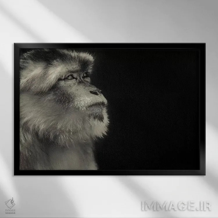 تابلو میمون اثر گوران آناستاسوفسکی (عکاس طبیعت مقدونیه) - نمای قابدار مشکی