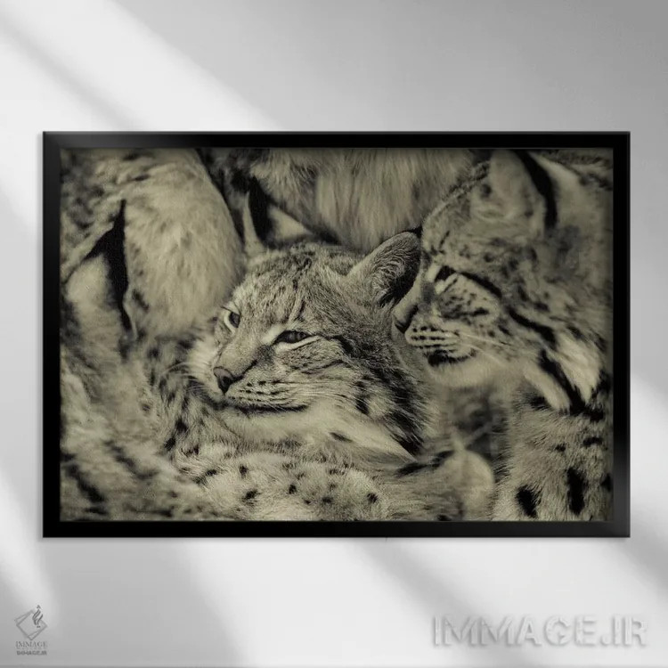 تابلو سیاهگوش اثر گوران آناستاسوفسکی (عکاس طبیعت مقدونیه) - نمای قابدار مشکی