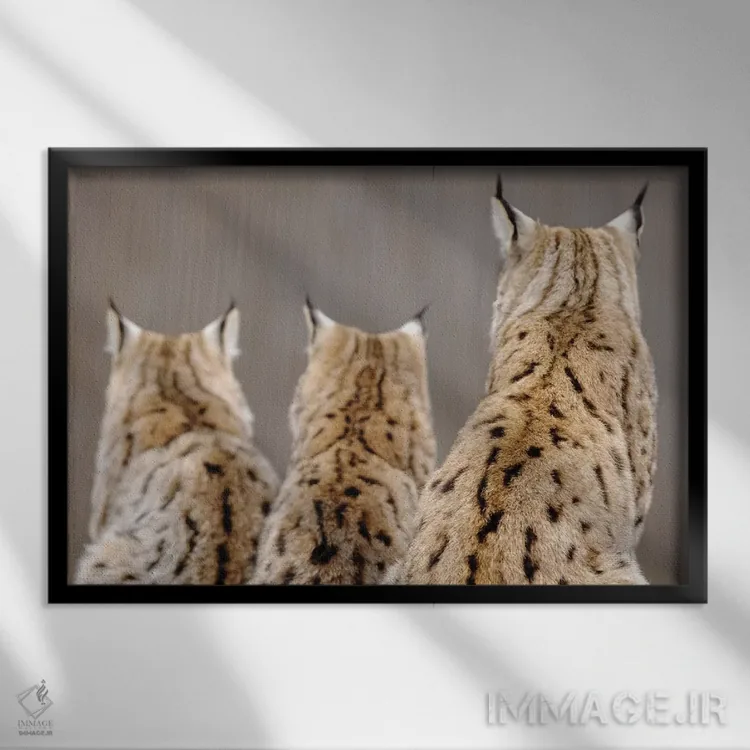 تابلو سیاهگوش از پشت اثر گوران آناستاسوفسکی (عکاس طبیعت مقدونیه) - نمای قابدار مشکی