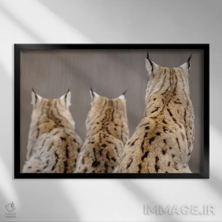 تابلو سیاهگوش از پشت اثر گوران آناستاسوفسکی (عکاس طبیعت مقدونیه) - نمای قابدار مشکی