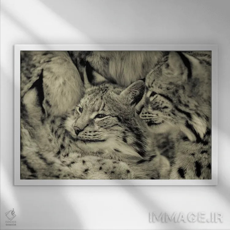 تابلو سیاهگوش اثر گوران آناستاسوفسکی (عکاس طبیعت مقدونیه) - نمای قابدار سفید