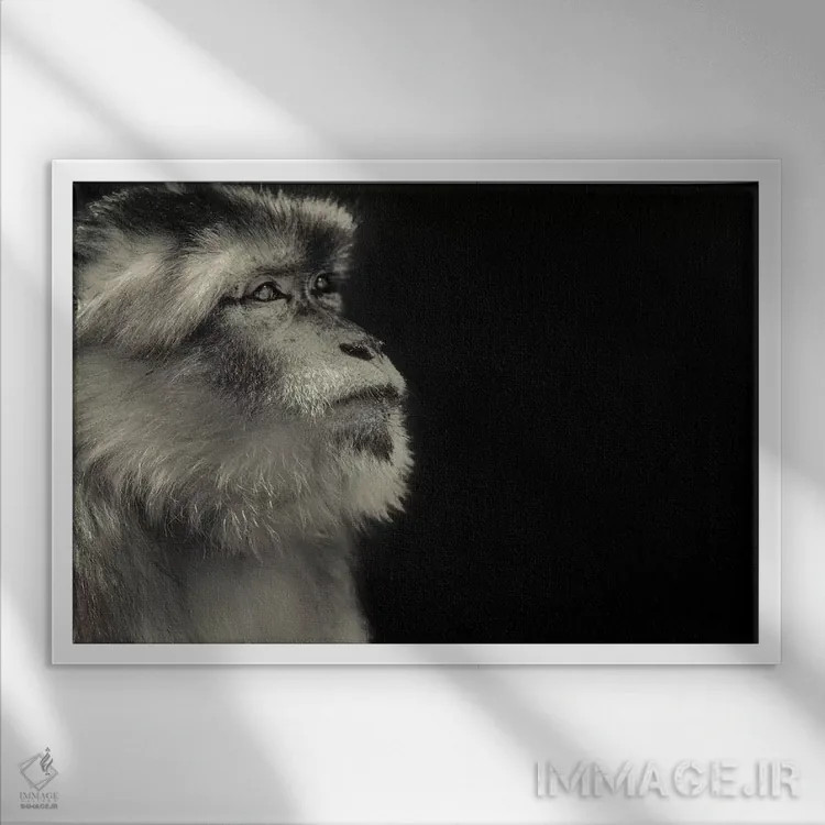 تابلو میمون اثر گوران آناستاسوفسکی (عکاس طبیعت مقدونیه) - نمای قابدار سفید
