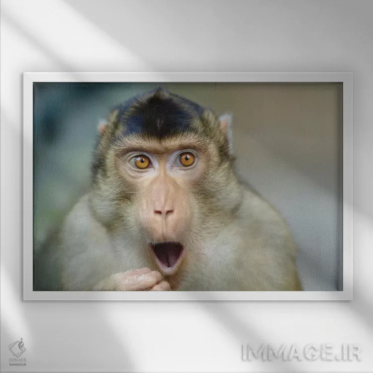 تابلو میمون سوم اثر گوران آناستاسوفسکی (عکاس طبیعت مقدونیه) - نمای قابدار سفید