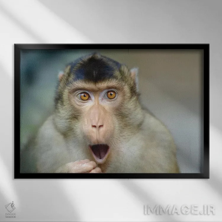 تابلو میمون سوم اثر گوران آناستاسوفسکی (عکاس طبیعت مقدونیه) - نمای قابدار مشکی