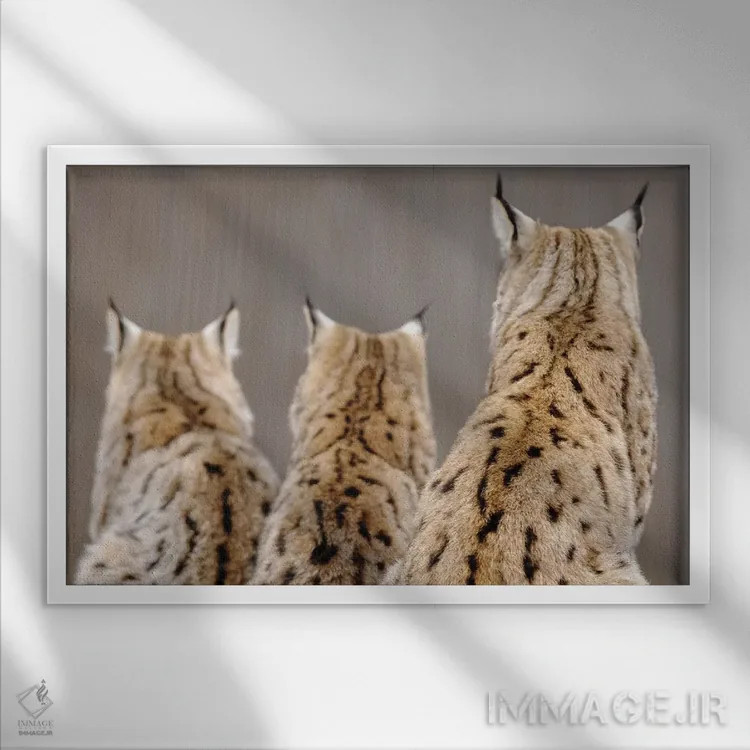 تابلو سیاهگوش از پشت اثر گوران آناستاسوفسکی (عکاس طبیعت مقدونیه) - نمای قابدار سفید