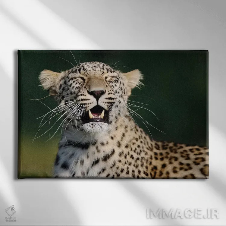 تابلو پلنگ خندان اثر گوران آناستاسوفسکی (عکاس طبیعت مقدونیه) - نمای روبهرو روی دیوار