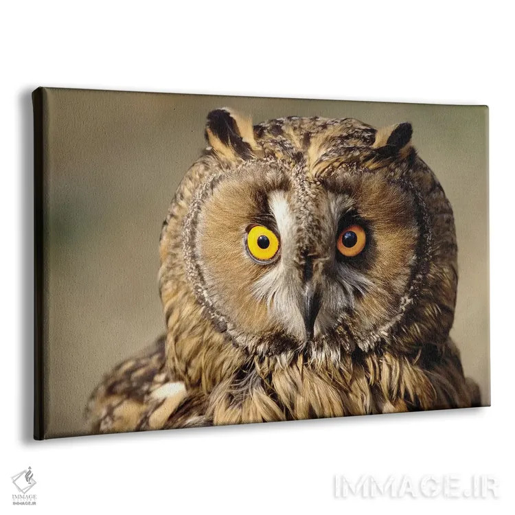 تابلو جغد اثر گوران آناستاسوفسکی (عکاس طبیعت مقدونیه) - نمای پرسپکتیو محصول