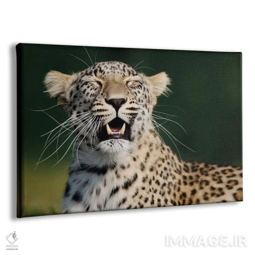 تابلو پلنگ خندان اثر گوران آناستاسوفسکی (عکاس طبیعت مقدونیه) - نمای پرسپکتیو محصول