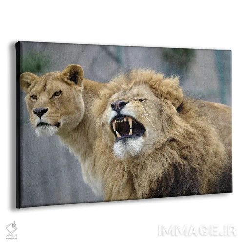 تابلو شیرهای زیبا اثر گوران آناستاسوفسکی (عکاس طبیعت مقدونیه) - نمای پرسپکتیو محصول
