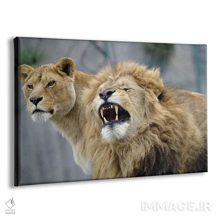 تابلو شیرهای زیبا اثر گوران آناستاسوفسکی (عکاس طبیعت مقدونیه) - نمای پرسپکتیو محصول