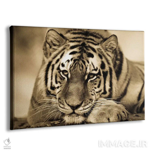 تابلو ببر دوم اثر گوران آناستاسوفسکی (عکاس طبیعت مقدونیه) - نمای پرسپکتیو محصول