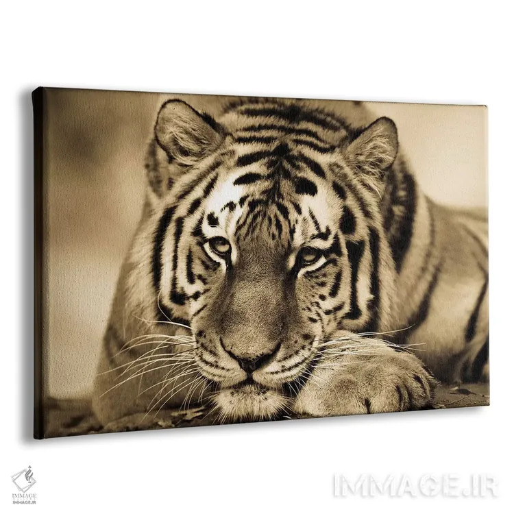 تابلو ببر دوم اثر گوران آناستاسوفسکی (عکاس طبیعت مقدونیه) - نمای پرسپکتیو محصول