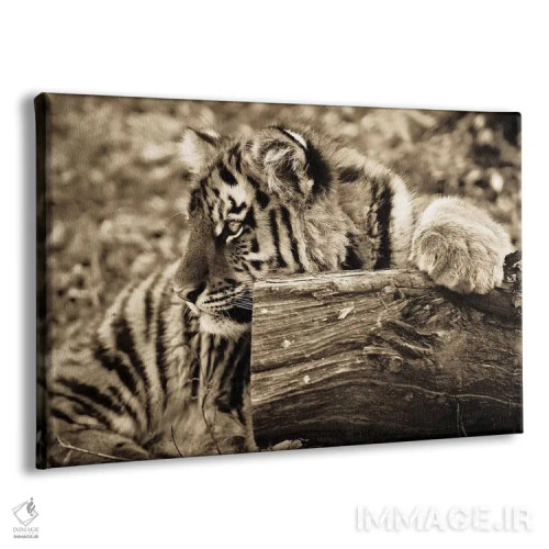 تابلو بچه ببر اثر گوران آناستاسوفسکی (عکاس طبیعت مقدونیه) - نمای پرسپکتیو محصول