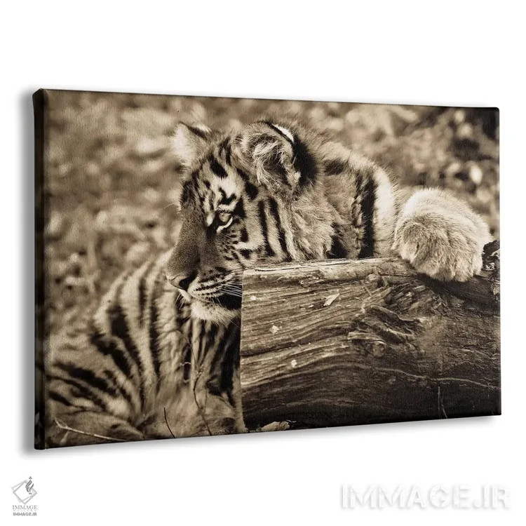 تابلو بچه ببر اثر گوران آناستاسوفسکی (عکاس طبیعت مقدونیه) - نمای پرسپکتیو محصول
