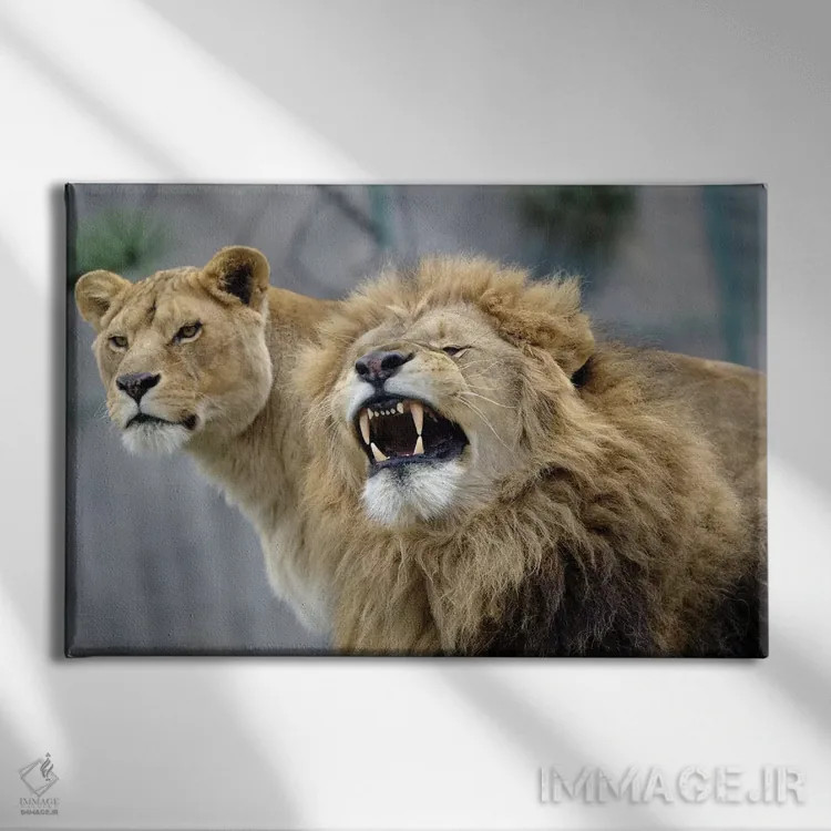 تابلو شیرهای زیبا اثر گوران آناستاسوفسکی (عکاس طبیعت مقدونیه) - نمای روبهرو روی دیوار