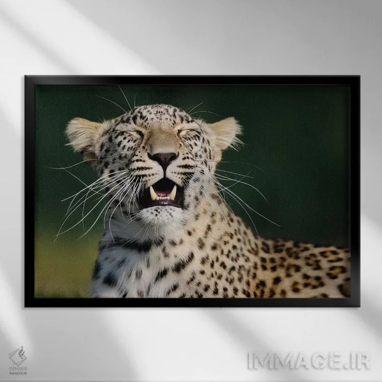 تابلو پلنگ خندان اثر گوران آناستاسوفسکی (عکاس طبیعت مقدونیه) - نمای قابدار مشکی