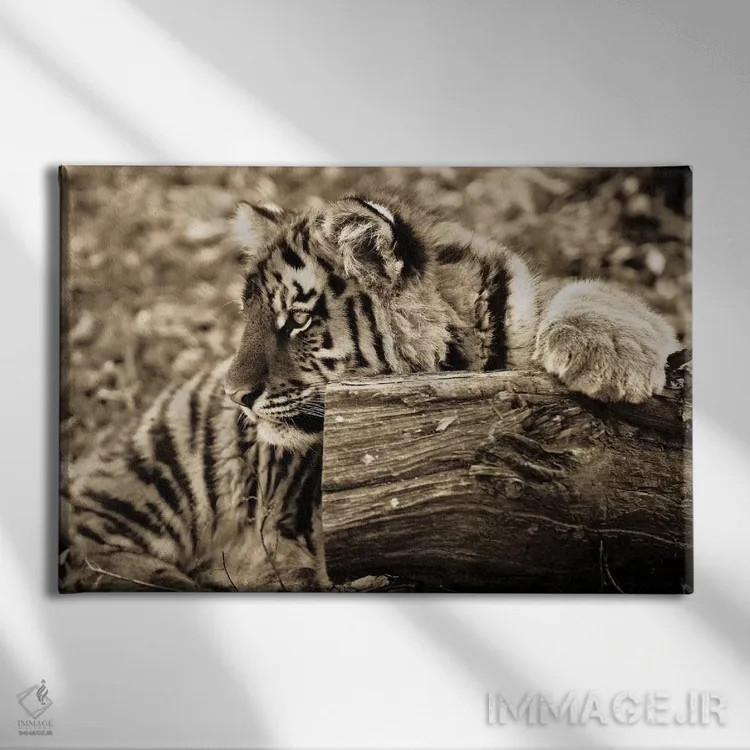 تابلو بچه ببر اثر گوران آناستاسوفسکی (عکاس طبیعت مقدونیه) - نمای روبهرو روی دیوار