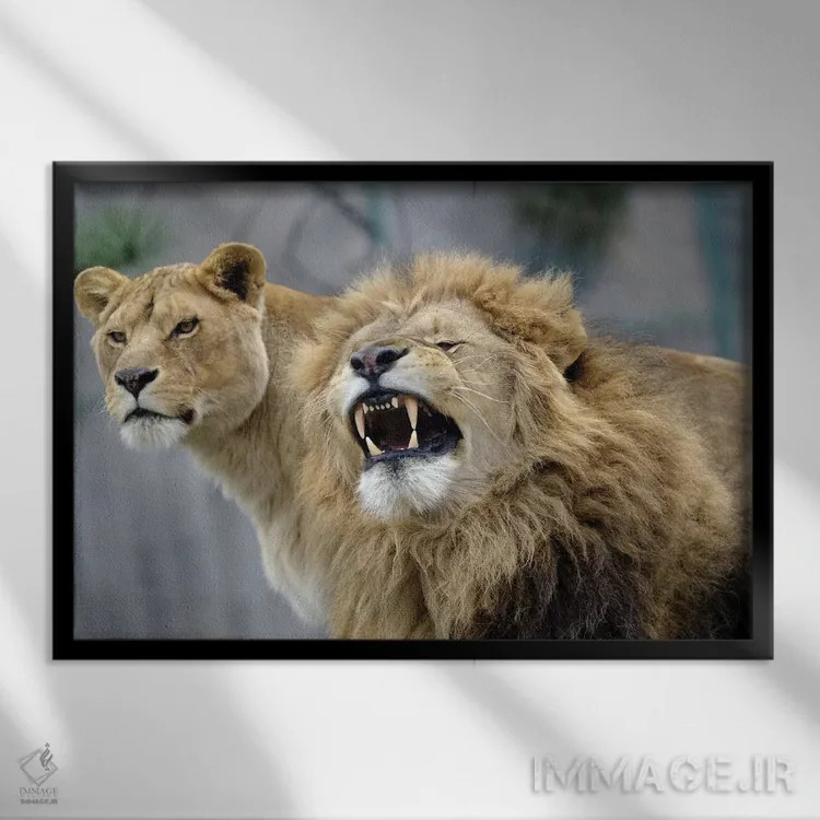 تابلو شیرهای زیبا اثر گوران آناستاسوفسکی (عکاس طبیعت مقدونیه) - نمای قابدار مشکی