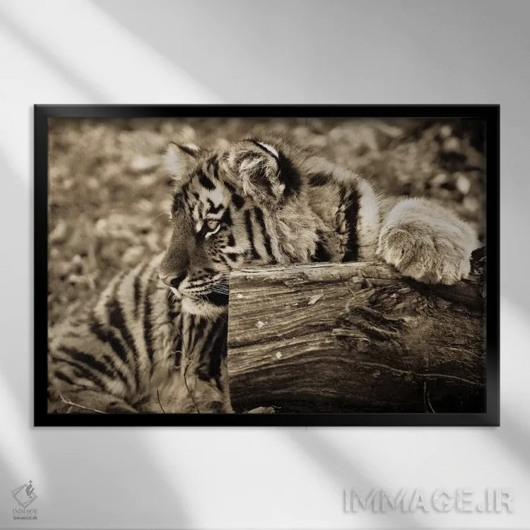 تابلو بچه ببر اثر گوران آناستاسوفسکی (عکاس طبیعت مقدونیه) - نمای قابدار مشکی