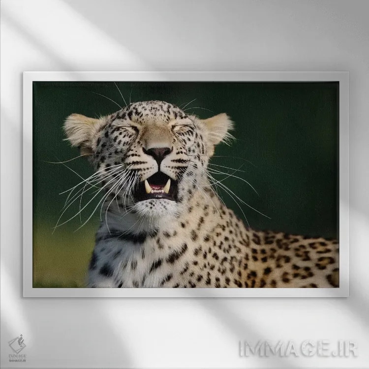 تابلو پلنگ خندان اثر گوران آناستاسوفسکی (عکاس طبیعت مقدونیه) - نمای قابدار سفید