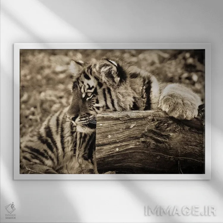 تابلو بچه ببر اثر گوران آناستاسوفسکی (عکاس طبیعت مقدونیه) - نمای قابدار سفید