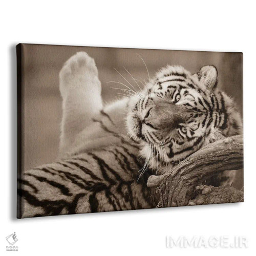 تابلو ببر سوم اثر گوران آناستاسوفسکی (عکاس طبیعت مقدونیه) - نمای پرسپکتیو محصول