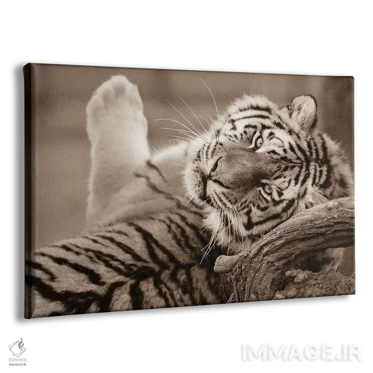 تابلو ببر سوم اثر گوران آناستاسوفسکی (عکاس طبیعت مقدونیه) - نمای پرسپکتیو محصول