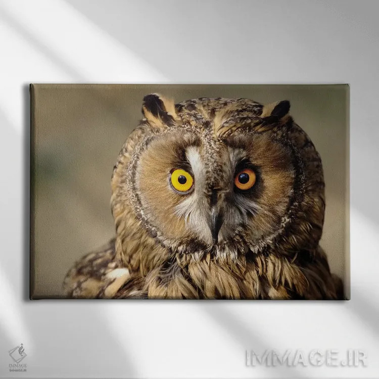 تابلو جغد اثر گوران آناستاسوفسکی (عکاس طبیعت مقدونیه) - نمای روبهرو روی دیوار