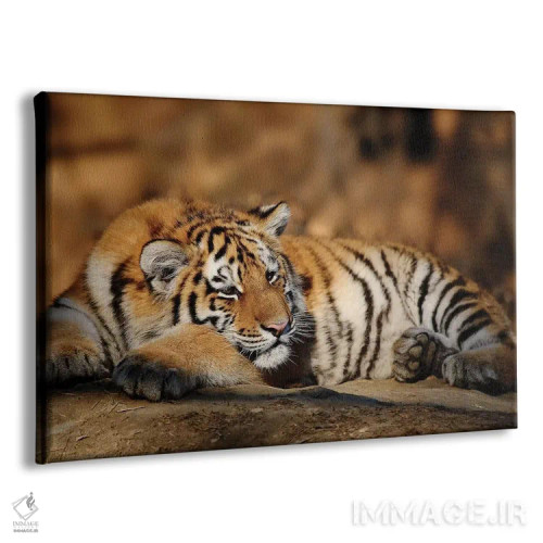 تابلو ببر دوازدهم اثر گوران آناستاسوفسکی (عکاس طبیعت مقدونیه) - نمای پرسپکتیو محصول