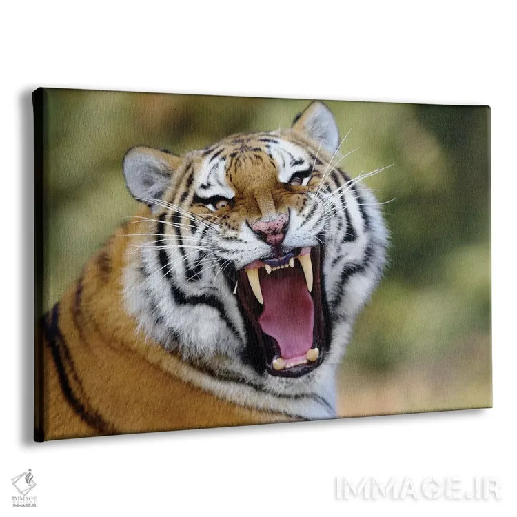 تابلو غرش ببر اثر گوران آناستاسوفسکی (عکاس طبیعت مقدونیه) - نمای پرسپکتیو محصول