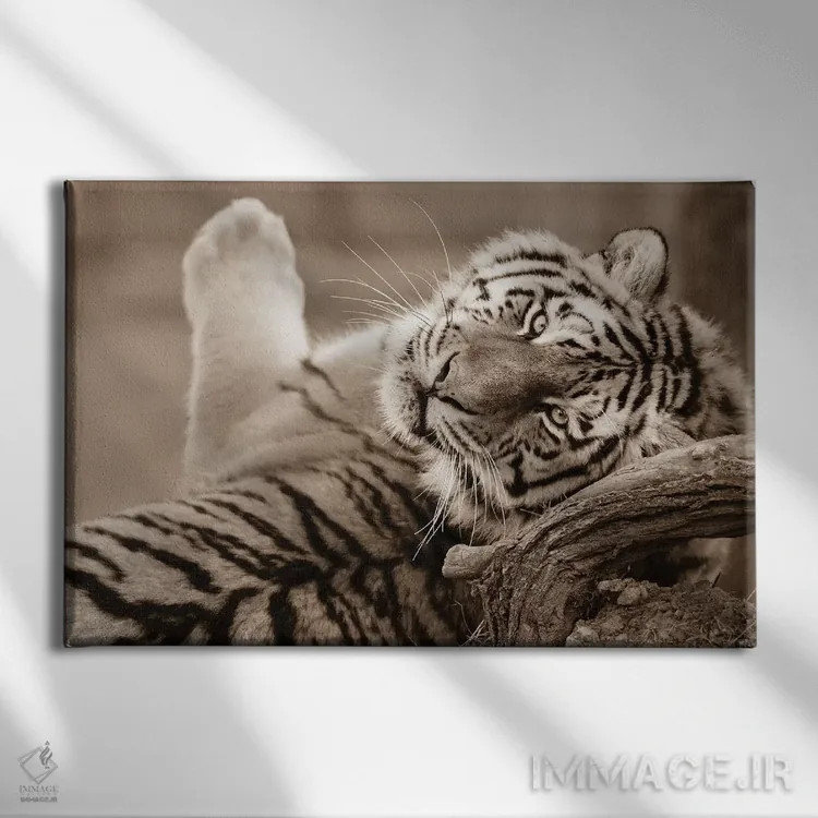 تابلو ببر سوم اثر گوران آناستاسوفسکی (عکاس طبیعت مقدونیه) - نمای روبهرو روی دیوار