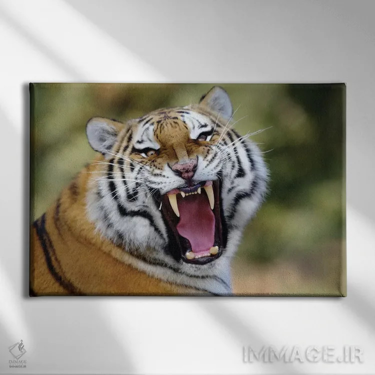 تابلو غرش ببر اثر گوران آناستاسوفسکی (عکاس طبیعت مقدونیه) - نمای روبهرو روی دیوار