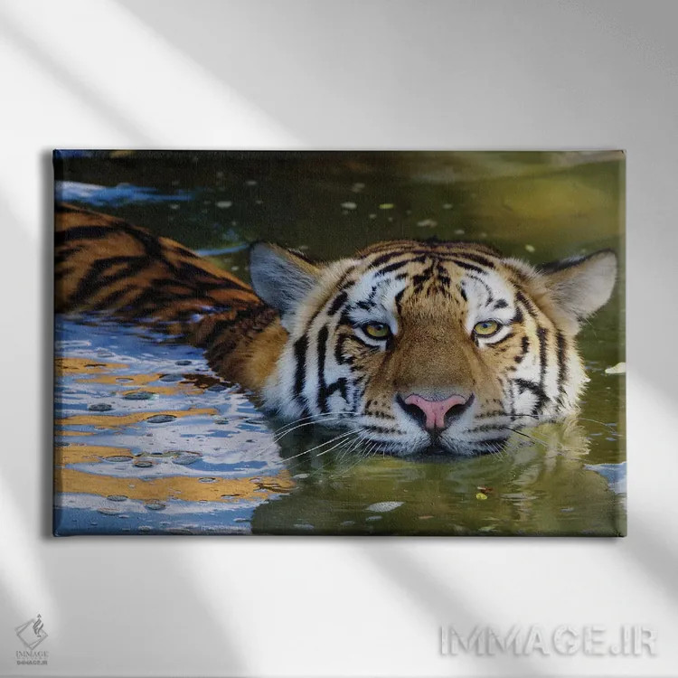 تابلو ببر ششم اثر گوران آناستاسوفسکی (عکاس طبیعت مقدونیه) - نمای روبهرو روی دیوار