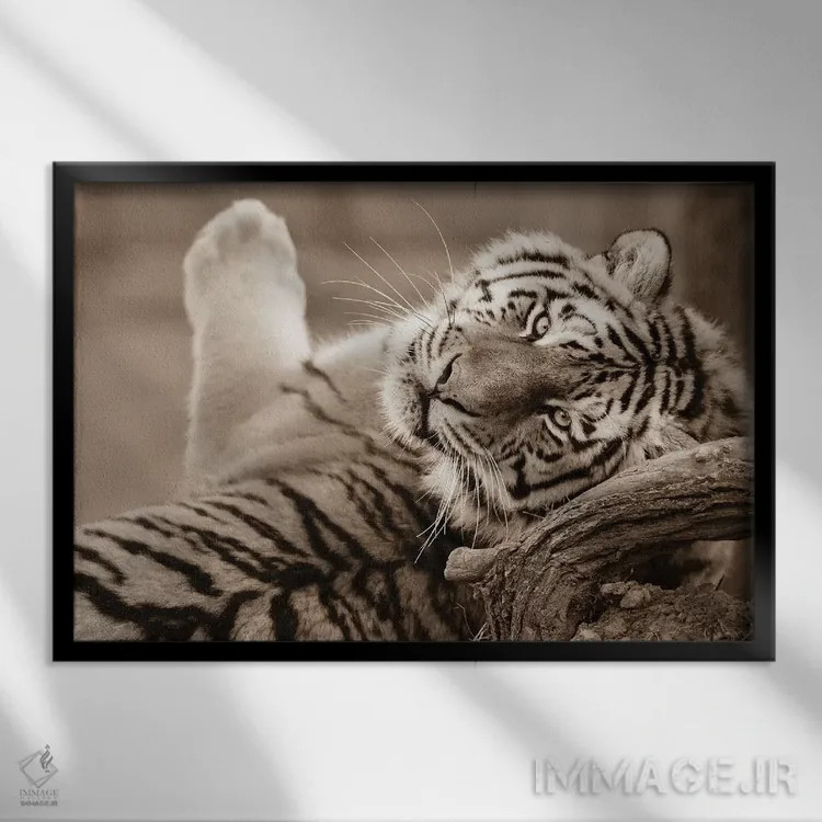 تابلو ببر سوم اثر گوران آناستاسوفسکی (عکاس طبیعت مقدونیه) - نمای قابدار مشکی