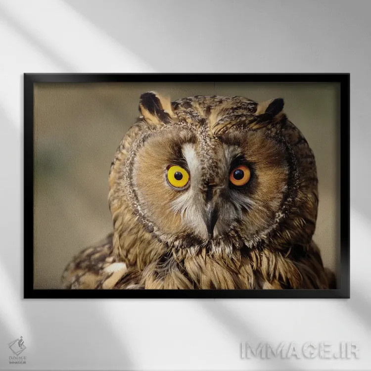 تابلو جغد اثر گوران آناستاسوفسکی (عکاس طبیعت مقدونیه) - نمای قابدار مشکی