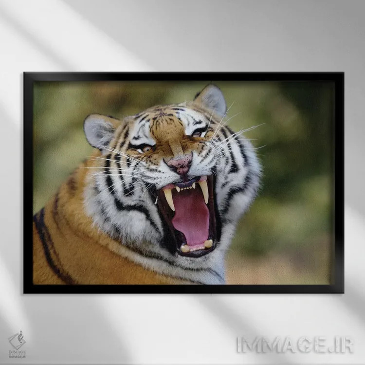 تابلو غرش ببر اثر گوران آناستاسوفسکی (عکاس طبیعت مقدونیه) - نمای قابدار مشکی