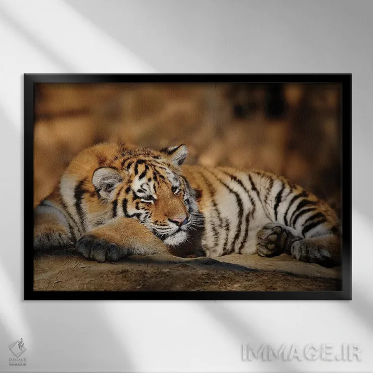 تابلو ببر دوازدهم اثر گوران آناستاسوفسکی (عکاس طبیعت مقدونیه) - نمای قابدار مشکی