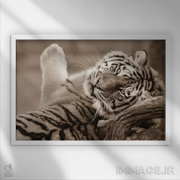 تابلو ببر سوم اثر گوران آناستاسوفسکی (عکاس طبیعت مقدونیه) - نمای قابدار سفید